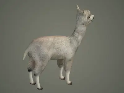 alpaca llama lama wildlife wool fur animals mammal 3D model