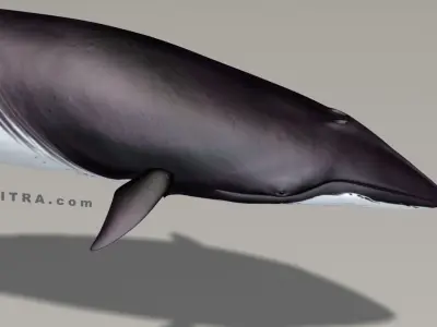Minke Whale - Balaenoptera Acutoro - Adult Male - Pose 2 - 3D model