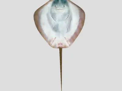 Stingray Realistic Animated Low-poly 3D model