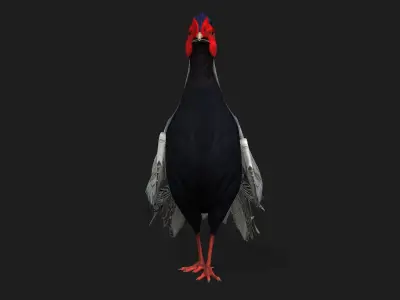 White Pheasant-A1 3D model