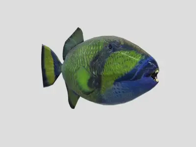 Titan Triggerfish Realistic Animated Low-poly 3D model