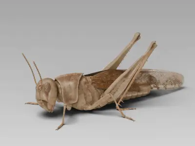 Locust Grasshopper Low-poly 3D model