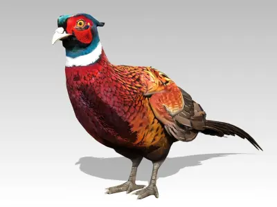 Pheasant Low-poly 3D model