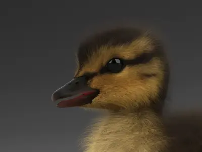 Duckling RIGGED 3D model purchase