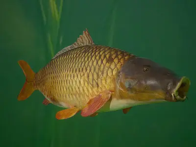 Carp 3D Model fish Low-poly 3D model