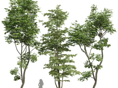 Carpinus Betulus and Hazel leave Free 3D model
