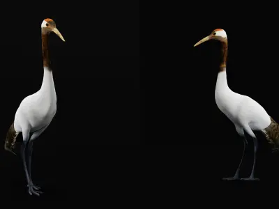 Red Crowned Crane Bird Low-poly 3D model