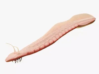 Pikaia Low-poly 3D model