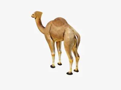 Camel Free 3D model buy
