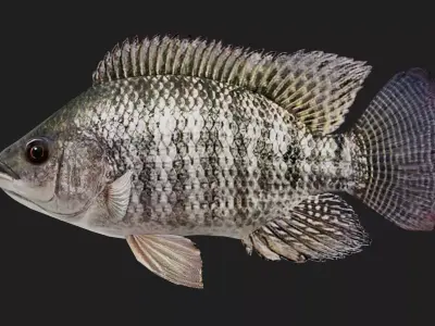 Cichlid Low-poly 3D model