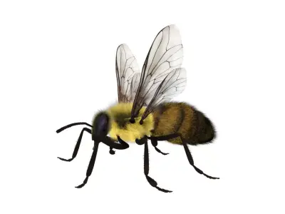 bee 3d model fur 3D model