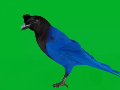 Azure Jay Bird Low-poly 3D model