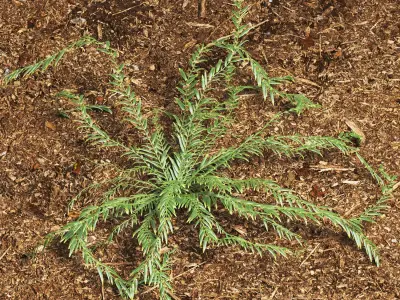 Grass eucalyptus plant 3D model