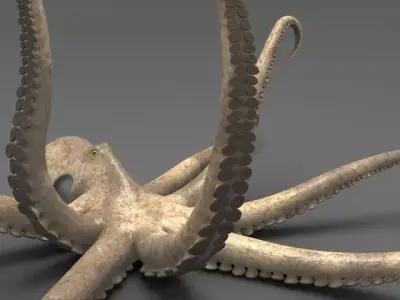 Octopus 3D model