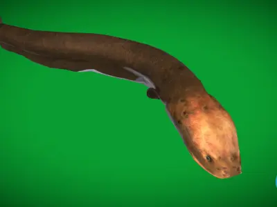Electric Eel Fish Low-poly 3D model