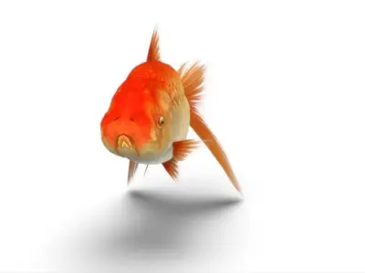 Gold Fish Low-poly 3D model