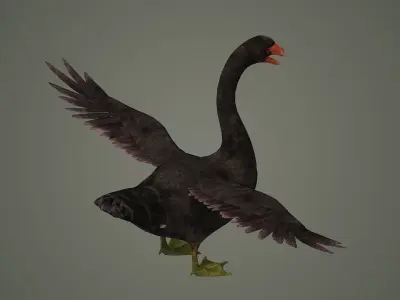 swan bird animal fly feather wing beak american north  3D model