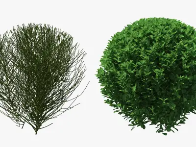 Decorative Shrubs Collection 3D model