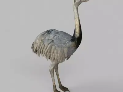 3D model Emu Bird 3D model