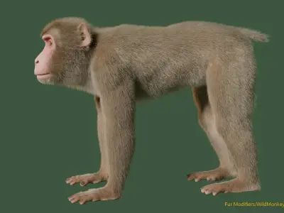 Wild Monkey 3D model