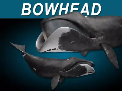 Bowhead Whale 3D model