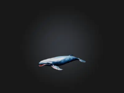 Realistic Injured Whale Model Low-poly 3D model