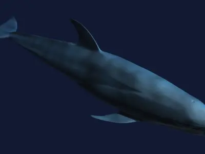 Bottlenose Dolphin 3D model