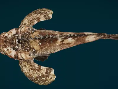 Demon Stinger Fish 3D model