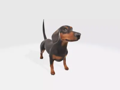 Dachshund Dog 3D Model - Animated 3D model
