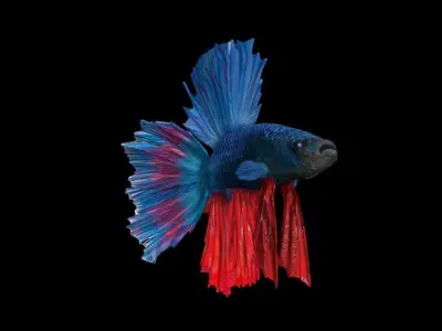 3DS Max Betta Rigged Low-poly 3D model