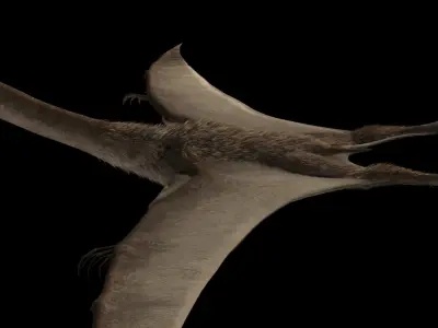 Quetzalcoatlus dinosaur flying in air Low-poly 3D model