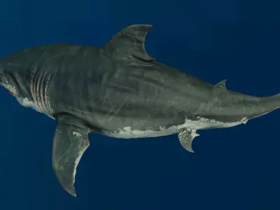 White Shark  Animated  Low-poly 3D model
