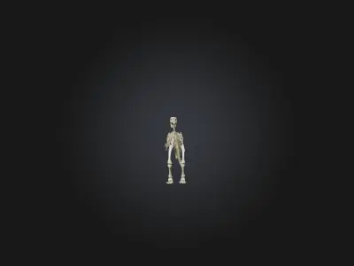 Realistic Allosaurus Skeleton Model Low-poly 3D model