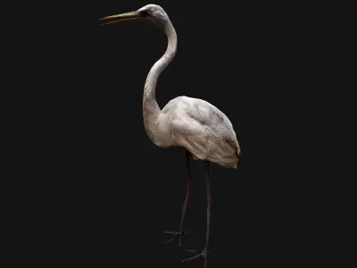 Heron Bird Low-poly 3D model