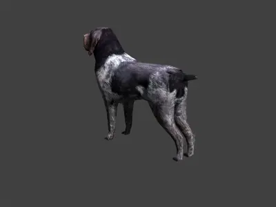 Deutsch Drahthaar Hunting Dog Low-poly 3D model