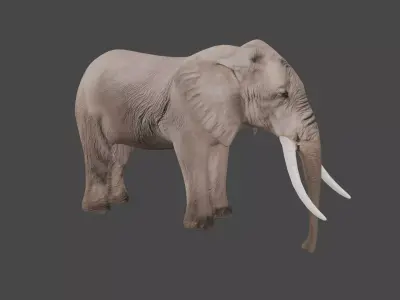 Elephant Animal Low-poly 3D model