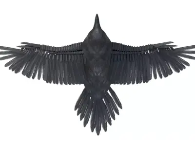 Raven Bird Rigged 3d model Free 3D model
