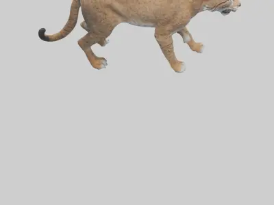 Bobcat stalking model 3D model