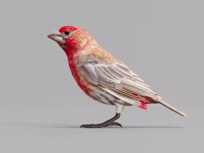 Finches Birds Animals 3D model