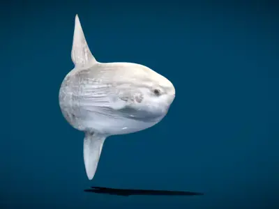 Ocean Sunfish Mola  3D model