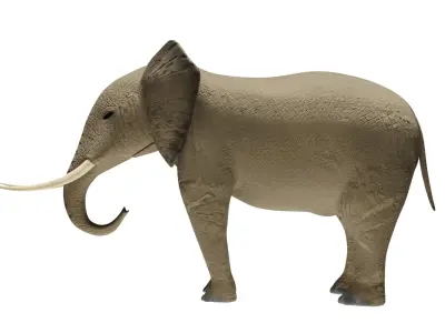 Elephant 3D Model Rigged and Animated Low-poly 3D model