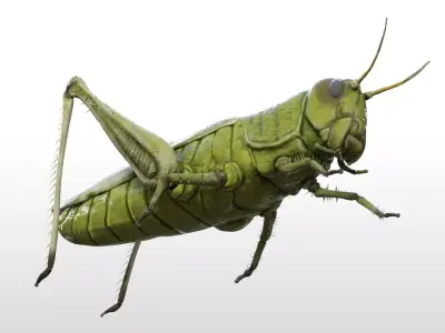 Grasshopper insect Low-poly 3D model