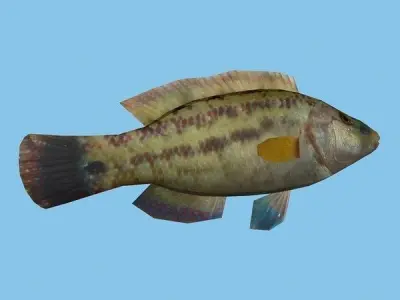 Lumbrak - Symphodus Tinca Low-poly 3D model