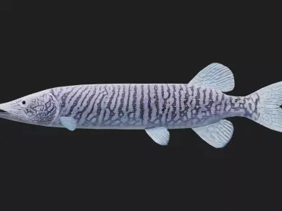 Pike fish Low-poly 3D model