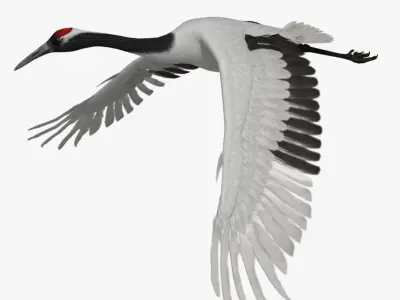 Grus Japonensis 'Red-crowned Crane' 3D model