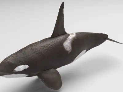 Ornicus Orca Whale 3D model