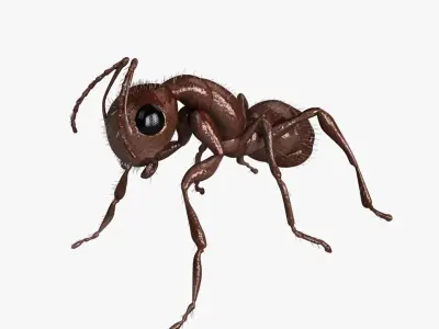 Carpenter Ant 3D model