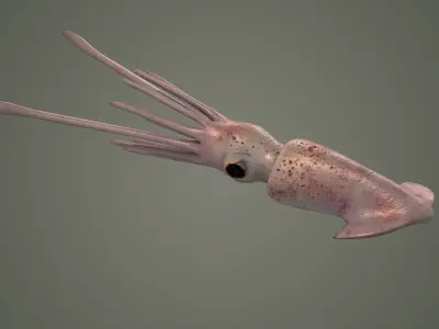 cuttlefish squid octopus cephlapod cephalopod fish  3D model