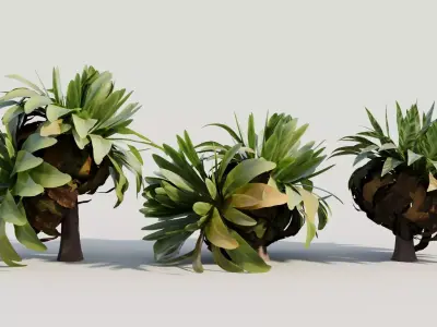 Asplenium nidus a 3D model