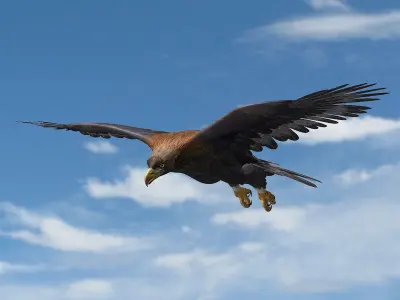 Golden Eagle ANIMATED 3D model